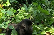 3 Days Uganda Gorilla trek Safari Tour 