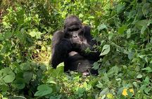 3 Days Uganda Gorilla trek Safari Tour 