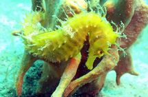 Pula Discover Scuba Diving Package