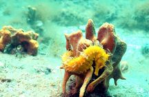 Small-Group Introductory Scuba Diving in Pula