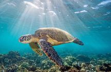 Galle & Benthota Full Day Tour From Colombo 