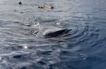 Snorkeling tour with the whale shark in Holbox with transportation