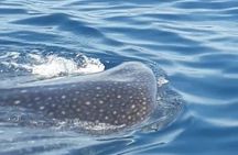 Snorkeling tour with the whale shark in Holbox with transportation