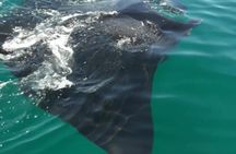 Snorkeling tour with the whale shark in Holbox with transportation