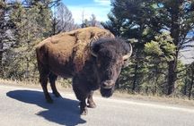 Northern Yellowstone Safari from Cody, WY