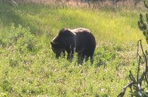 Northern Yellowstone Safari from Cody, WY