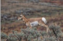 Northern Yellowstone Safari from Cody, WY