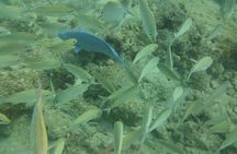 Discover Snorkeling Tour in Panama City