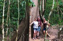 Guided hiking Tour by the Mystic Ebano Rainforest in Costa Rica