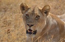 7-Day North Tanzania Classic Safari