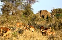 4 Days - Lake Manyara, Serengeti and Ngorongoro Crater