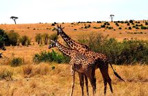 4 Days - Lake Manyara, Serengeti and Ngorongoro Crater