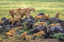 5 Days Tanzania Safari with Serengeti