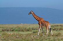 6 Days Tanzania Budget Safari with Serengeti