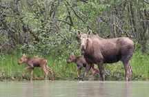Chilkat River Jet-Boat Adventure in Haines