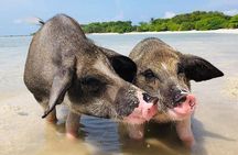 Pig Island ,Snorkeling, Private Long Tail Boat (Local Thai Experience)