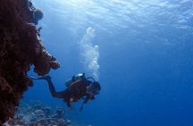 Guided Scuba Diving Adventure in Aqaba