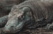 2-Day Komodo National Park and Rinca Island Wildlife Adventure from Bali
