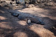 3-Day Komodo National Park Tour: Komodo Island and Rinca Island Trek