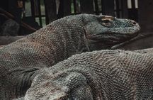 3-Day Komodo National Park Tour: Komodo Island and Rinca Island Trek