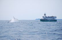 2 Hours Guided Whale and Bird Boat Tour in Bay Bulls