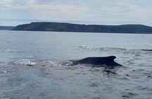 2 Hours Guided Whale and Bird Boat Tour in Bay Bulls