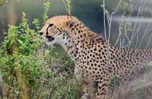 7 Days Kenyan Safaris