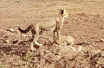 7 Days Kenyan Safaris
