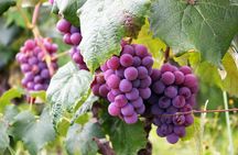 Wineries Tour Sao Paulo