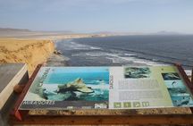 Paracas National Reserve Half Day Tour