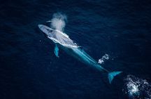 45 Minutes Whale Watching Ocean Safari Helicopter Tour Kaikoura