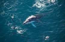 45 Minutes Whale Watching Ocean Safari Helicopter Tour Kaikoura