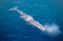 45 Minutes Whale Watching Ocean Safari Helicopter Tour Kaikoura