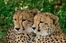 Hluhluwe Safari & Emdoneni Wild Cat Project Day Tour from Durban