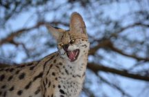Hluhluwe Safari & Emdoneni Wild Cat Project Day Tour from Durban
