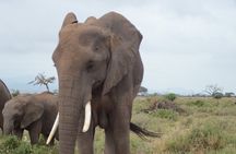 2-Day Safari to Tsavo East and Taita Hills from Diani Beach