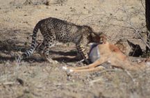 3 Day Amboseli Tsavo East National Park Safari