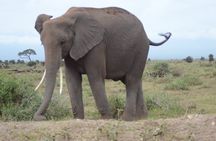 4-Day Safari to Tsavo and Amboseli from Diani Beach