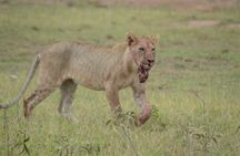 4-Day Safari to Tsavo and Amboseli from Diani Beach