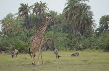4-Day Safari to Tsavo and Amboseli from Diani Beach