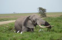 4-Day Safari to Tsavo and Amboseli from Diani Beach