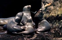 Visit the Sea Lions in Palomino Islands, in Lima Peru