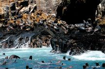 Visit the Sea Lions in Palomino Islands, in Lima Peru