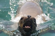 Visit the Sea Lions in Palomino Islands, in Lima Peru