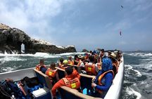Lima Peru Sea Lions, History and Palomino Callao Islands