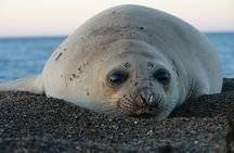 Whales and Sea lions watching at Peninsula de Valdes - PUERTO MADRYN
