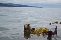Kachemak Bay Wildlife Tour