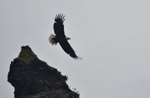 Kachemak Bay Wildlife Tour