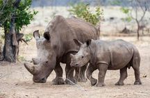3-Day Masai Mara Group Safari with Pick Up