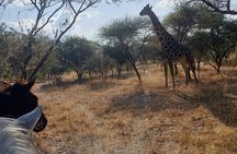 Maun Horse Riding Safari in Private Game Lodge 